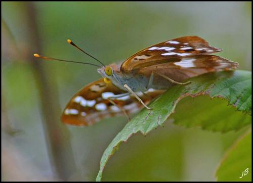 Apatura ilia